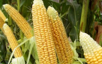 Технология выращивания сахарной кукурузы