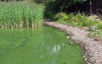 Как сохранить воду в водоеме прозрачной?