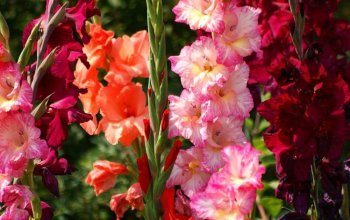 Как выращивать гладиолусы в домашних условиях