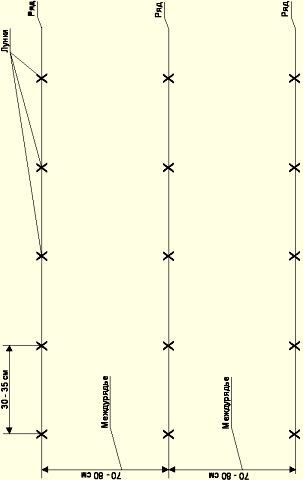 Какое расстояние должно быть между грядками картофеля. Посадка картофеля в шахматном порядке на грядке. Какое расстояние должно быть между грядками картофеля. Расстояние между рядами при посадке моркови. Двухрядная посадка картофеля схема посадки.